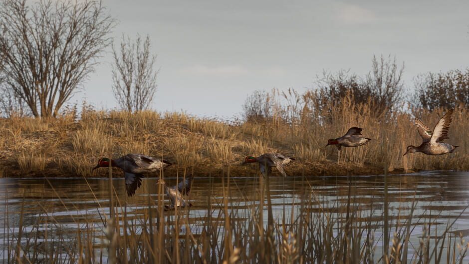 Capture de Bult: Hunting Simulator