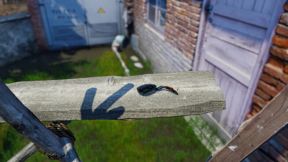 Capture de Strong Crab