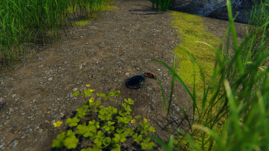 Capture de Strong Crab