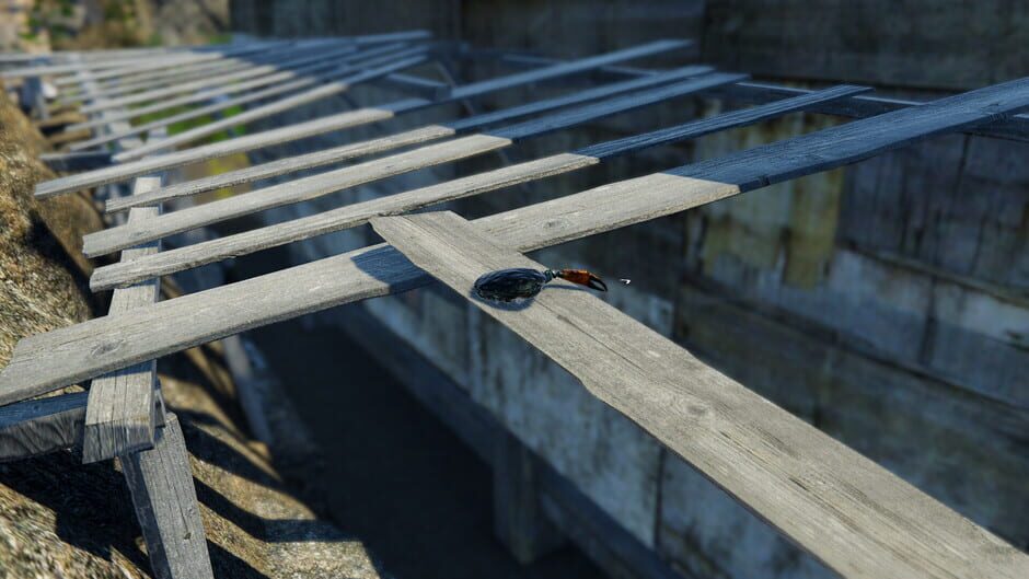 Capture de Strong Crab