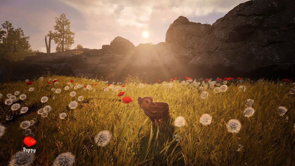 Capture d’Adorable Adventures