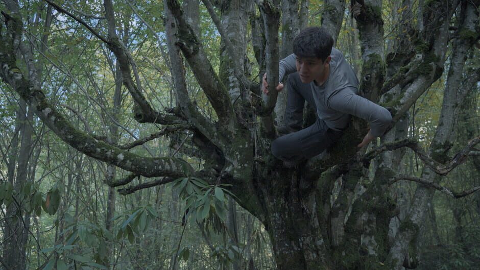 Capture de Wordless Forest