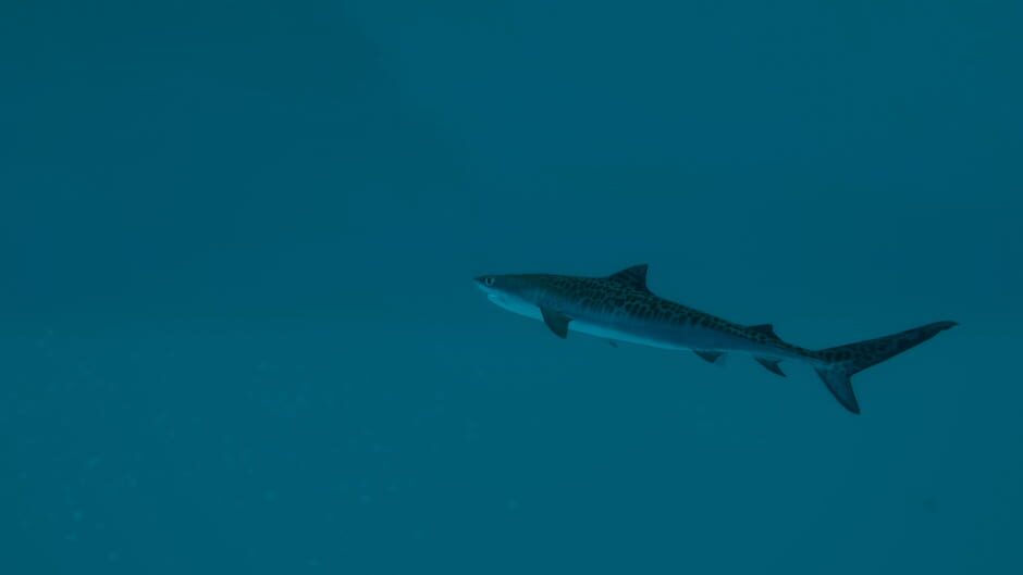 Capture d’Ultimate Fishing Simulator 2