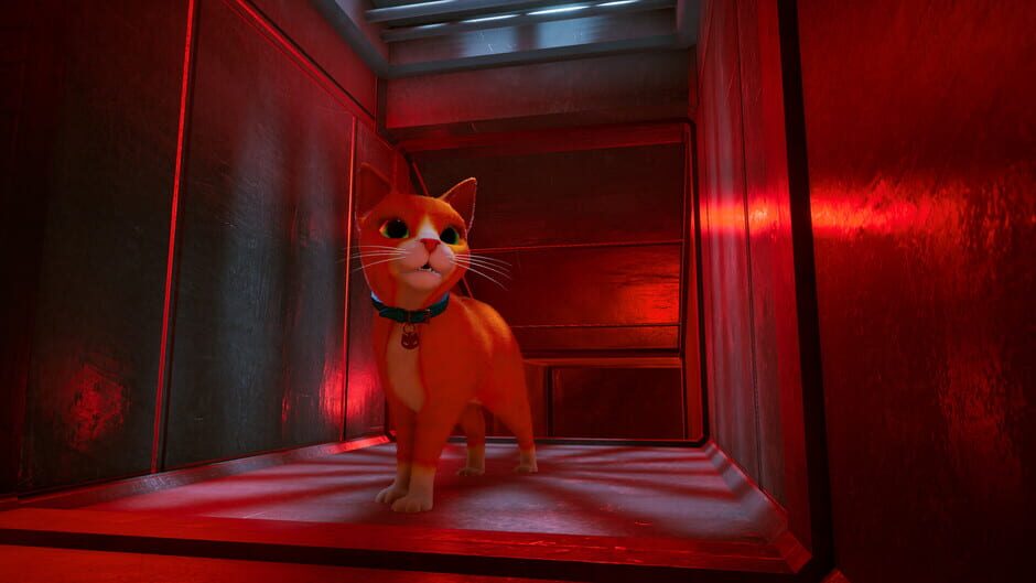 Capture de Schrodinger's Cat Burglar